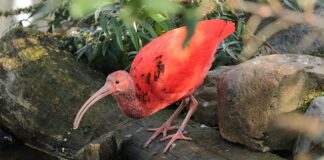 Czy można być rezydentem podatkowym w obu krajach?