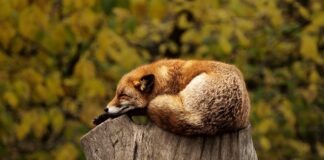 Jak długo czeka się na wizę pracownicza do USA?