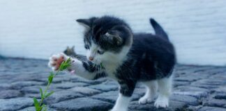 Czy jestem ładna aplikacja?