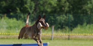 Ile kosztuje uzyskanie certyfikatu CE?