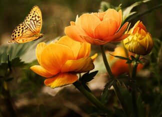 Jakie to zwierzę gra?