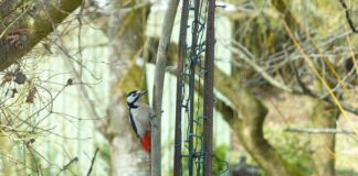Jakie są dziedziny filozofii?