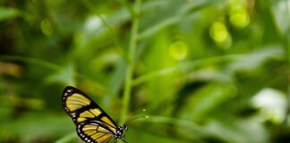 Co to znaczy animować kogoś?