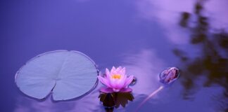 Co to jest stawka CPM?