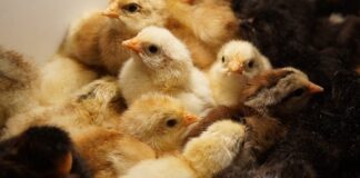 Ile kosztuje pomoc inkubatora przedsiębiorczości?