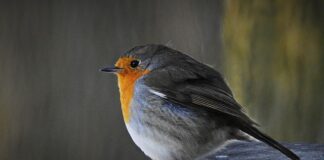 Co robić z 12 latkiem?