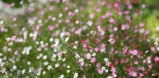 Kto udziela certyfikacji?