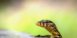 Jak monitorować sieć?