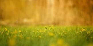 Dlaczego WIBOR 6M jest wyższy od 3M?